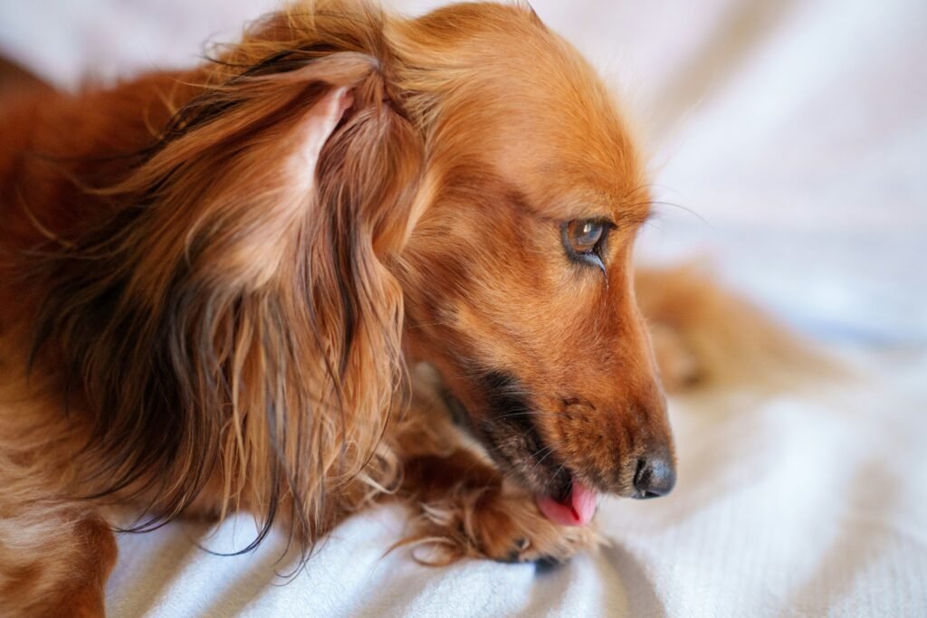 Why Does My Dog Lick His Paws: 9 Clear Reasons Every Dog Owner Should Understand