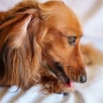 Why Does My Dog Lick His Paws: 9 Clear Reasons Every Dog Owner Should Understand