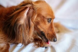 Why Does My Dog Lick His Paws: 9 Clear Reasons Every Dog Owner Should Understand